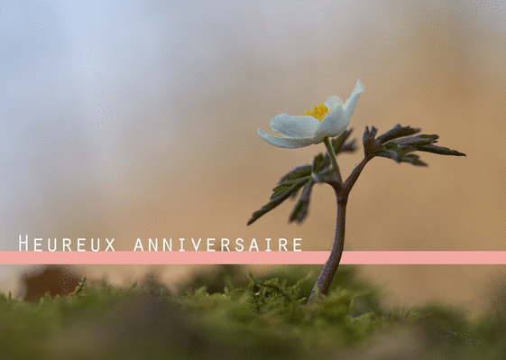 Carte Joyeux Anniversaire Et Le Pont Aux Fleurs Envoyer Une Carte Anniversaire Fleurs Des 0 99 Merci Facteur