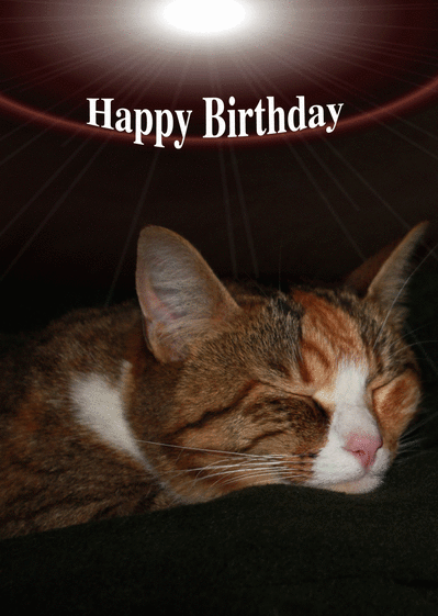 Carte Happy Birthday Petit Chat Envoyer Une Carte Joyeux Anniversaire En Plusieurs Langues Des 0 99 Merci Facteur