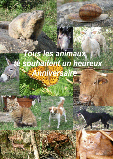 Carte Anniversaire Par Tous Les Animaux Envoyer Une Carte Anniversaire Animaux Des 0 99 Merci Facteur