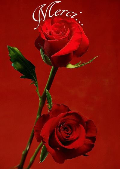 Carte Avec Message Gros plan sur une rose sur un bouquet(JA)